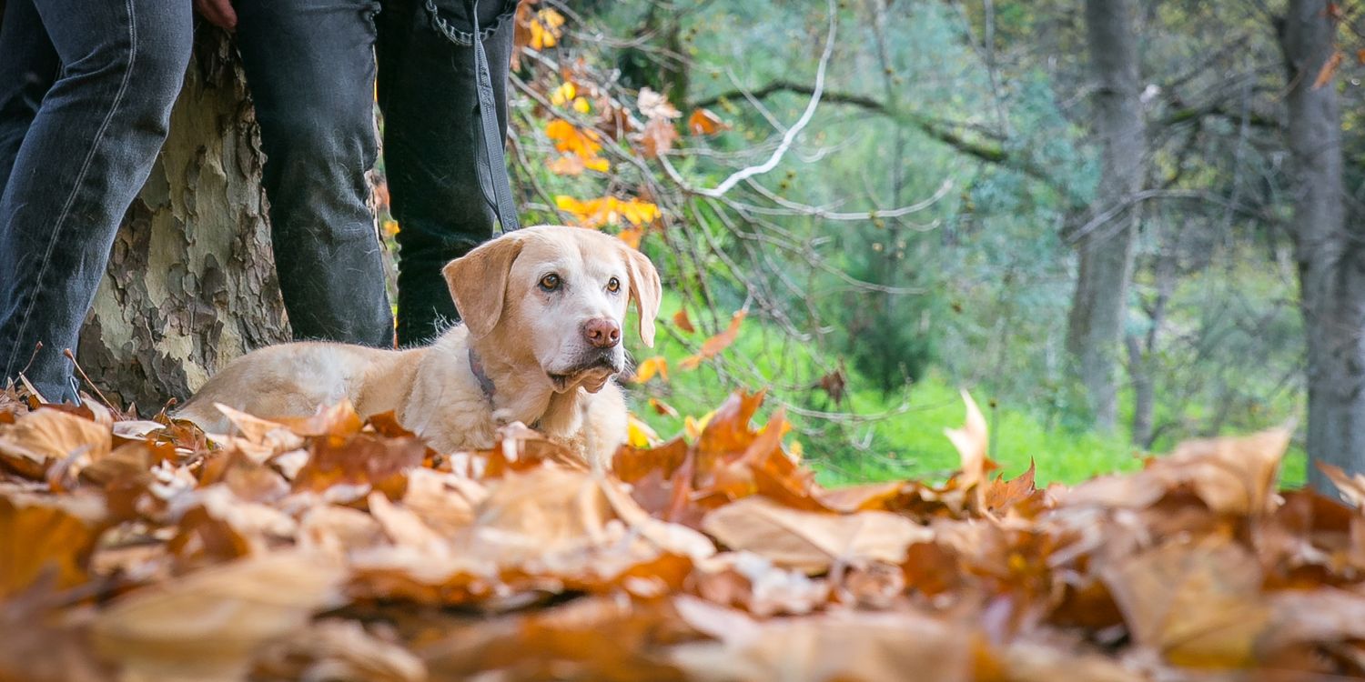 Adelaide Couple Pet Photography