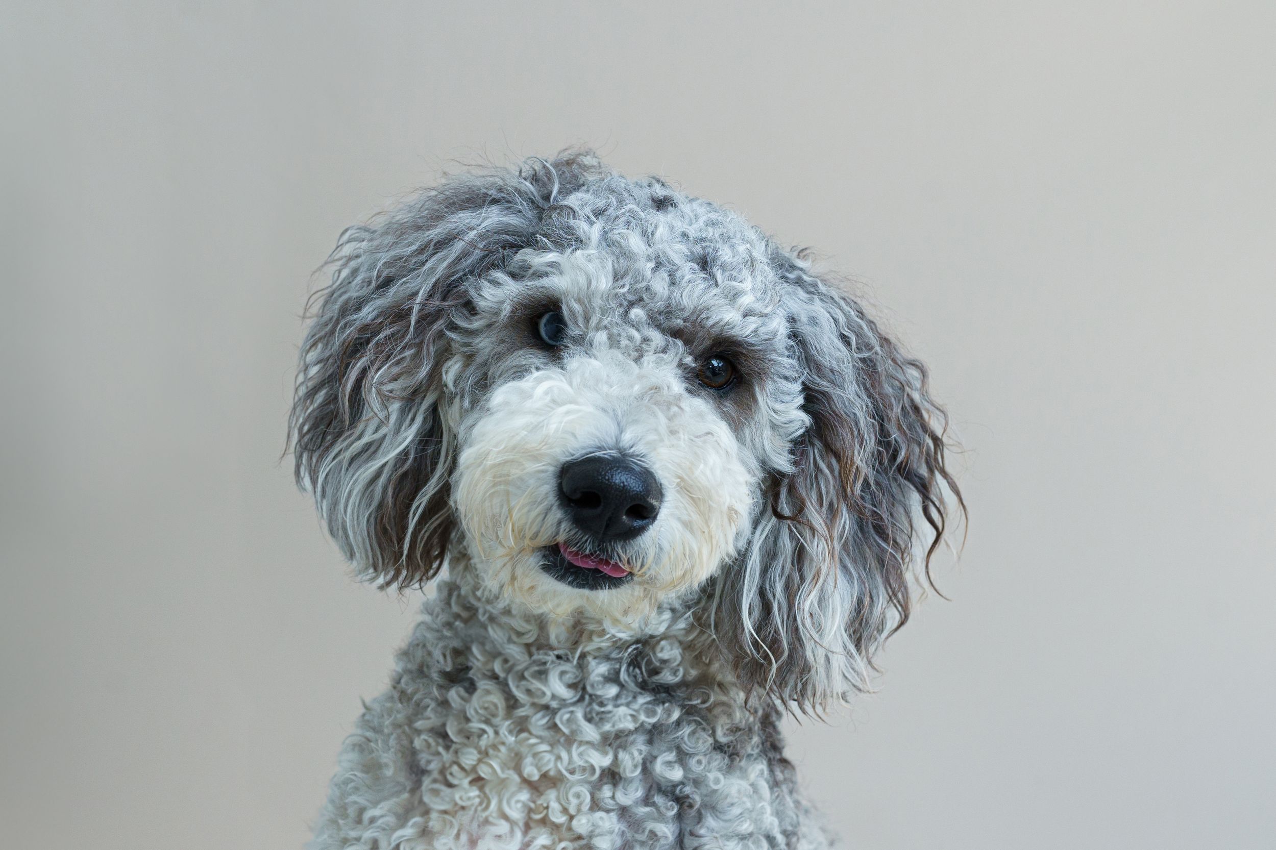 Close-up portrait of a dog with expressive eyes, captured in studio by boutique photographer Brandy Lee Aldrich.
