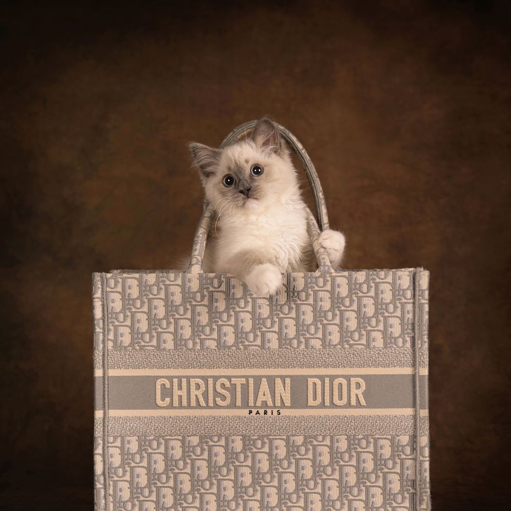Fotoshoot Ragdoll kitten in handtas van het baasje. Genomen in studio Nistelrode, door Special Moments MvL