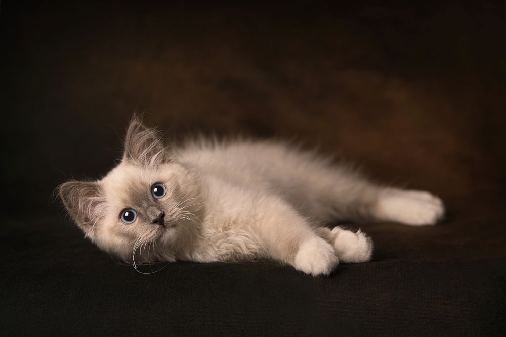 Fotosessie Ragdoll kitten door Special Moments MvL. Kattenfotograaf omgeving Eindhoven, Nijmegen en 's Hertogenbosch.
