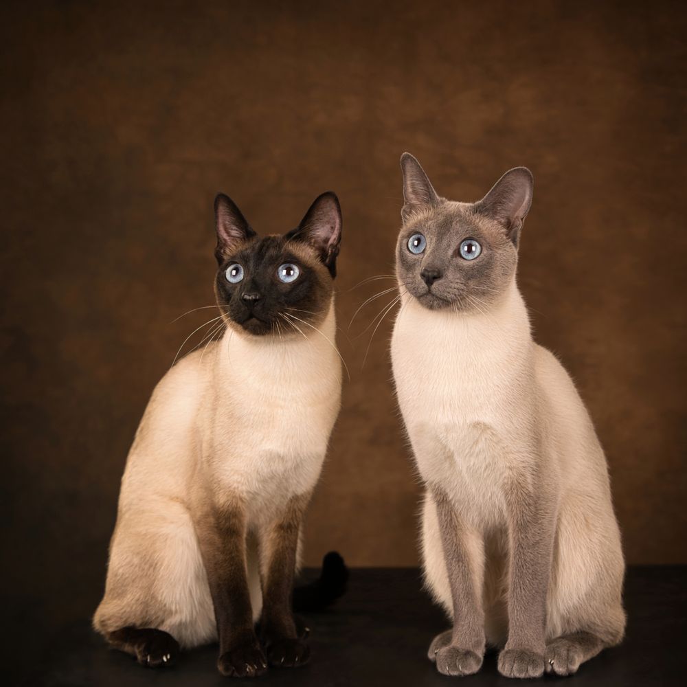 Siamese katten samen op de foto in de fotostudio bij kattenfotograaf Special Moments MvL te Nistelrode, Noord-Brabant.