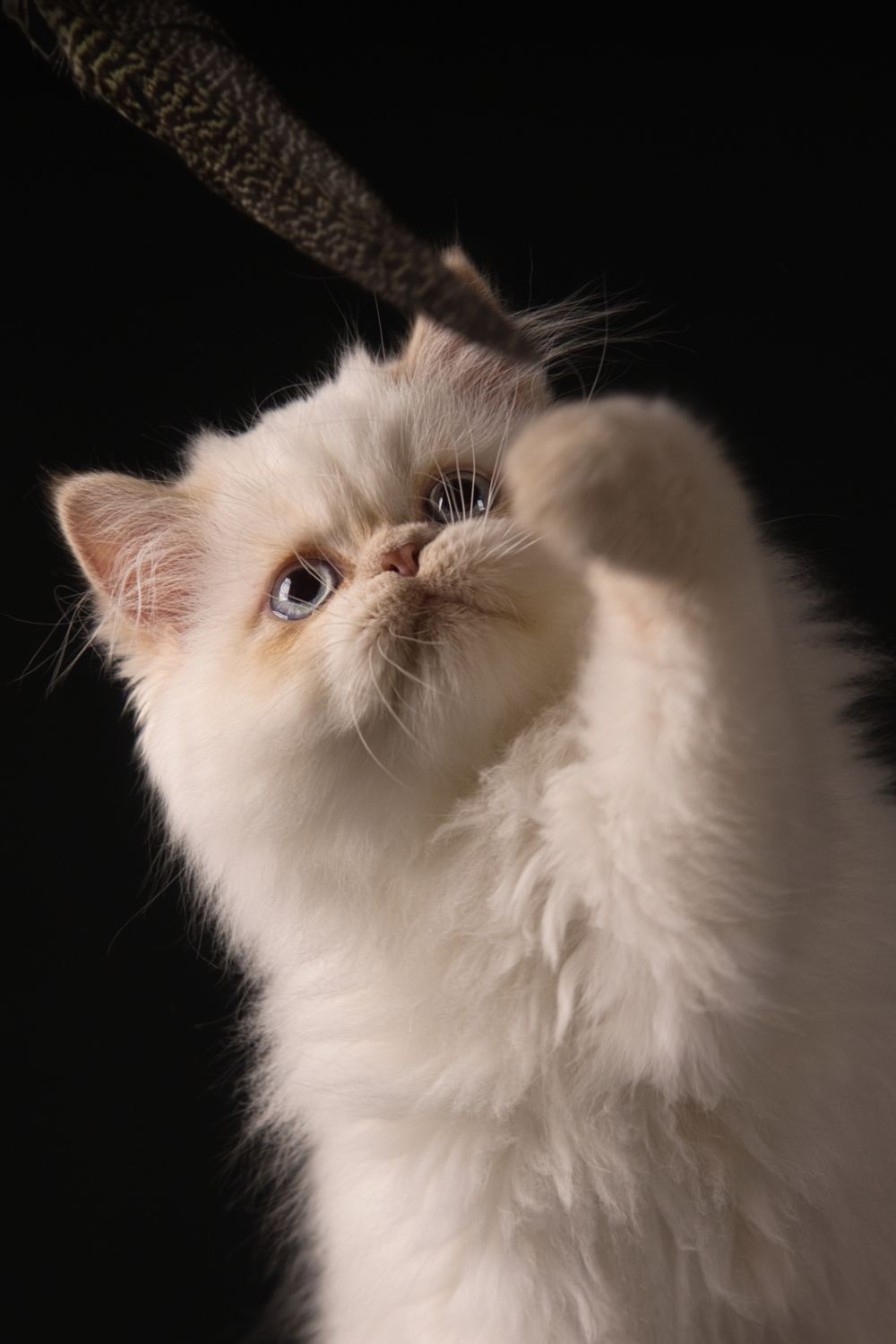 De kattenfotograaf voor cattery's en huis en tuin katten.