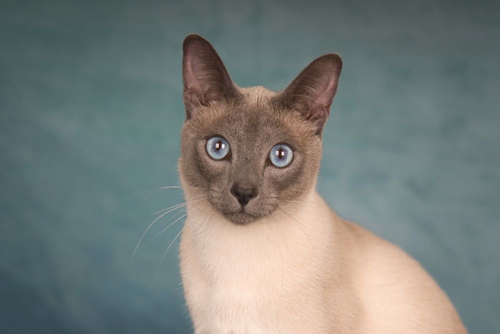 Portret Siamese kat, met blauwe achtergrond. Door Kattenfotograaf Special Moments MvL. Fotoshoot in de studio of op locatie.