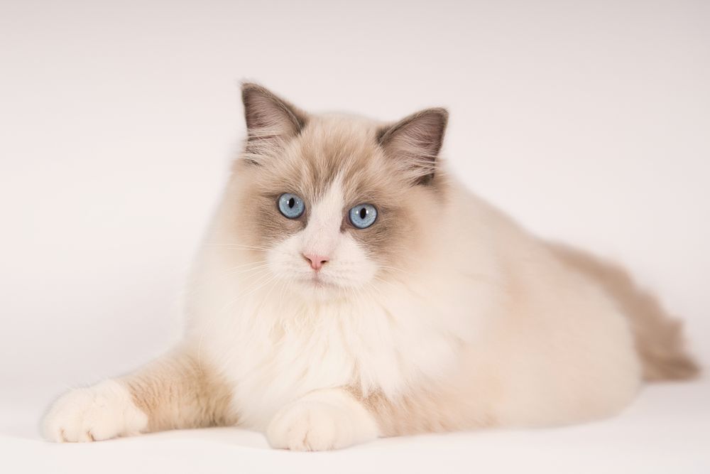 Fotosessie van een Maine Coon dekkater voor op de website van een cattery. Door kattenfotograaf Special Moments MvL. Omgeving Eindhoven.