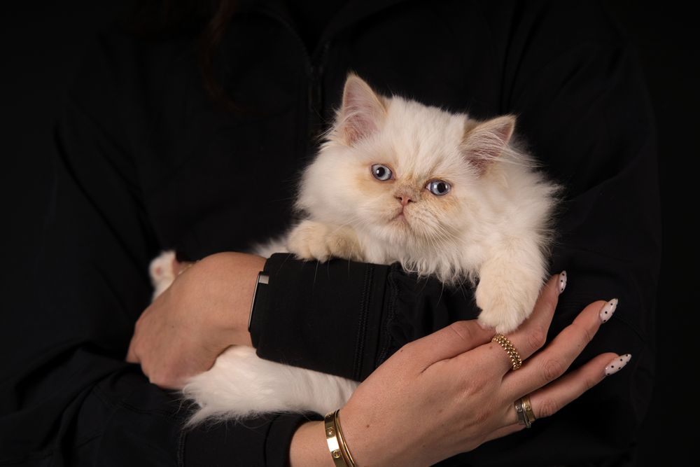 Fotoshoot kitten in de fotostudio bij Special Moments MvL te Nistelrode