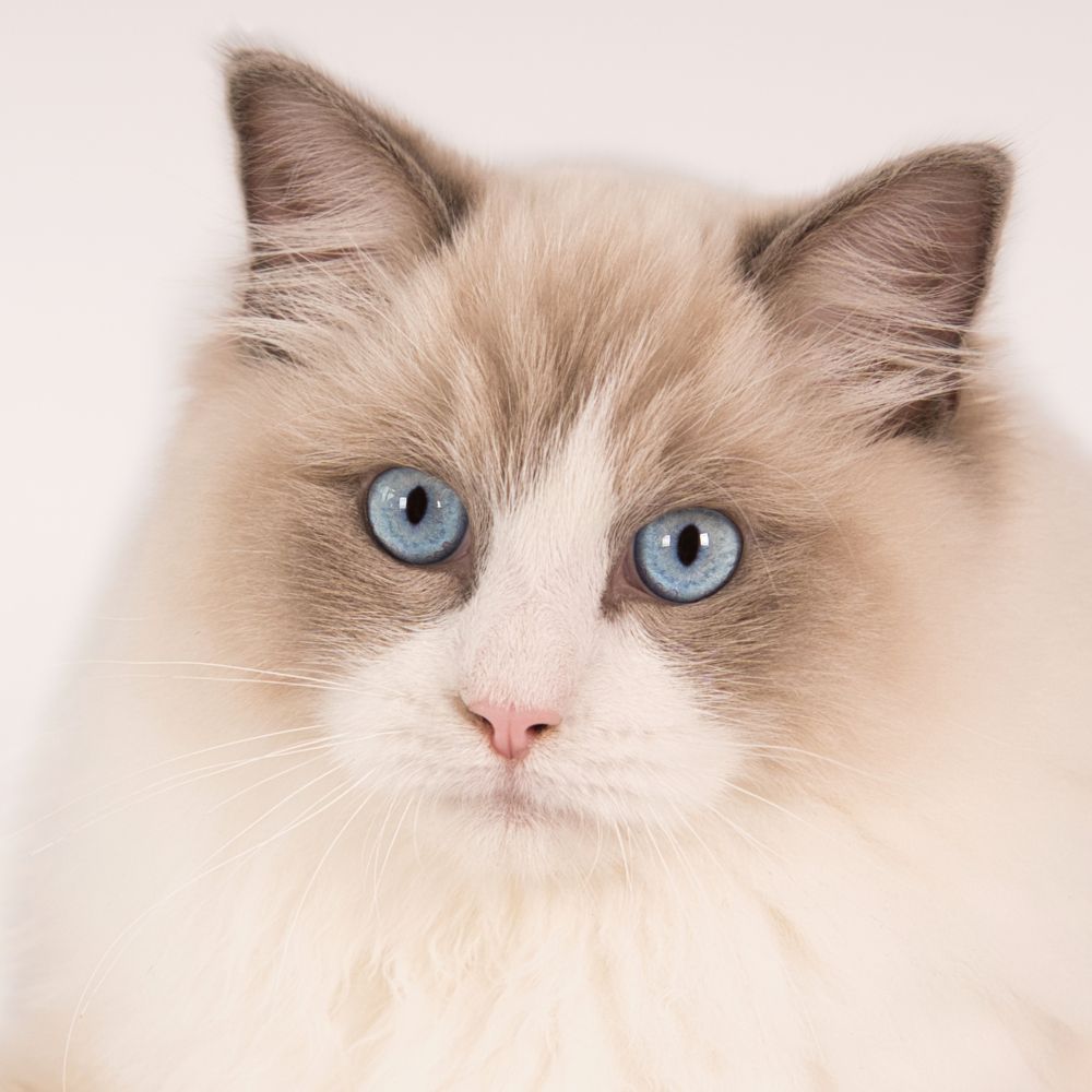 Fotoshoot van Ragdoll dekkater door kattenfotograaf Special Moments MvL uit Nistelrode Noord Brabant