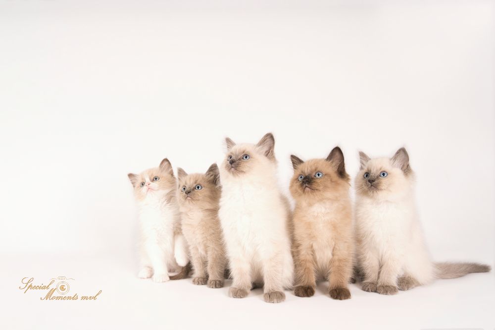 Kattenfotograaf Special Moments MvL