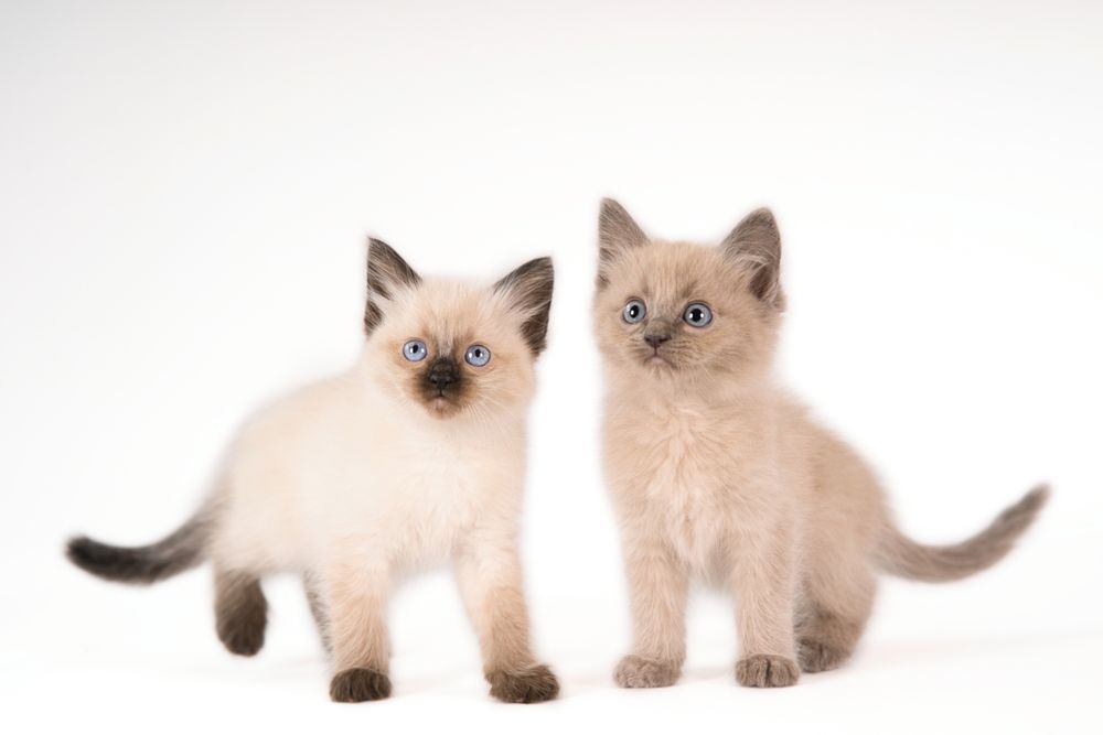 Fotosessie Ragdoll kittens voor de website van een cattery, door kattenfotograaf Special Moments MvL