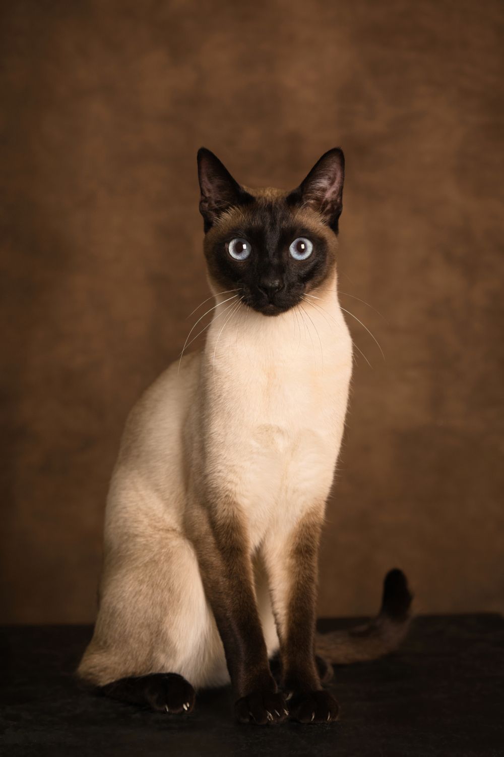Fotosessie Siamese raskat in de fotostudio bij Special Moments MvL te Nistelrode, Noord - Brabant.