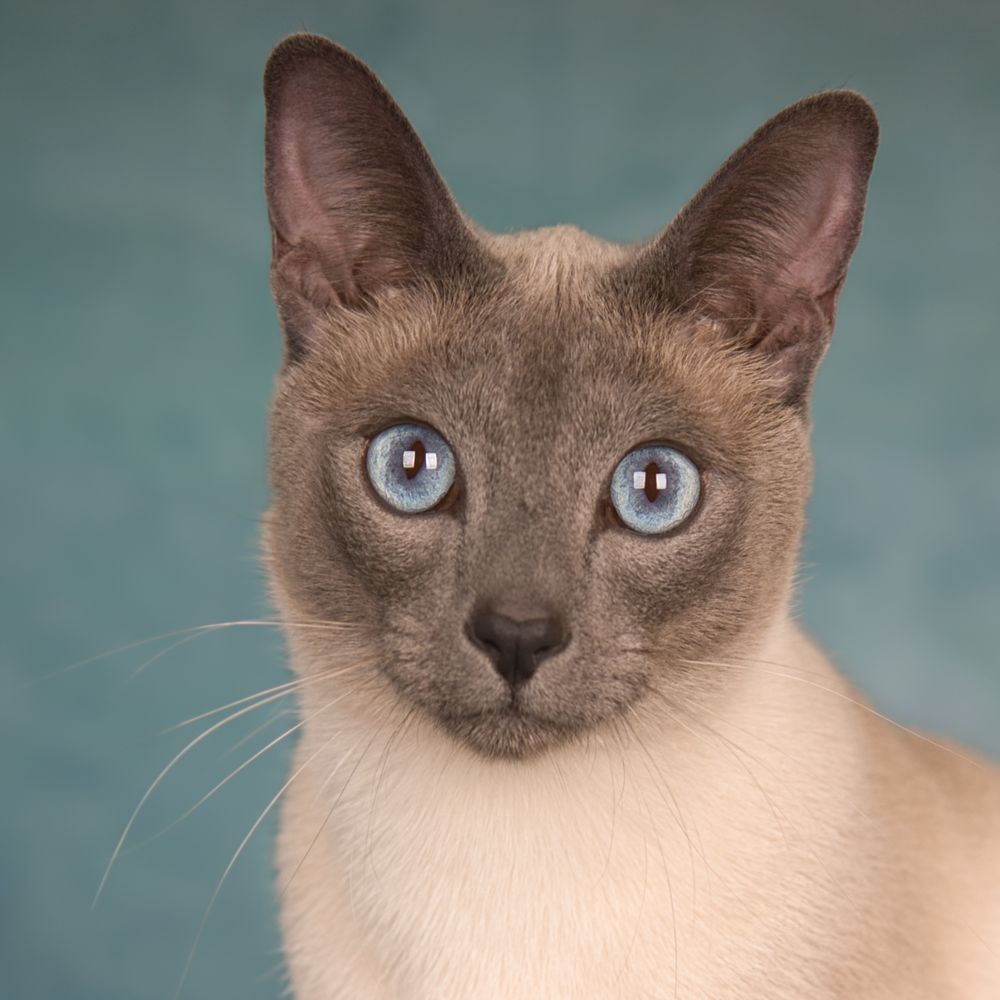 Fotoshoot raskat met blauwe ogen, door dierenfotograaf Miriam van Lokven.