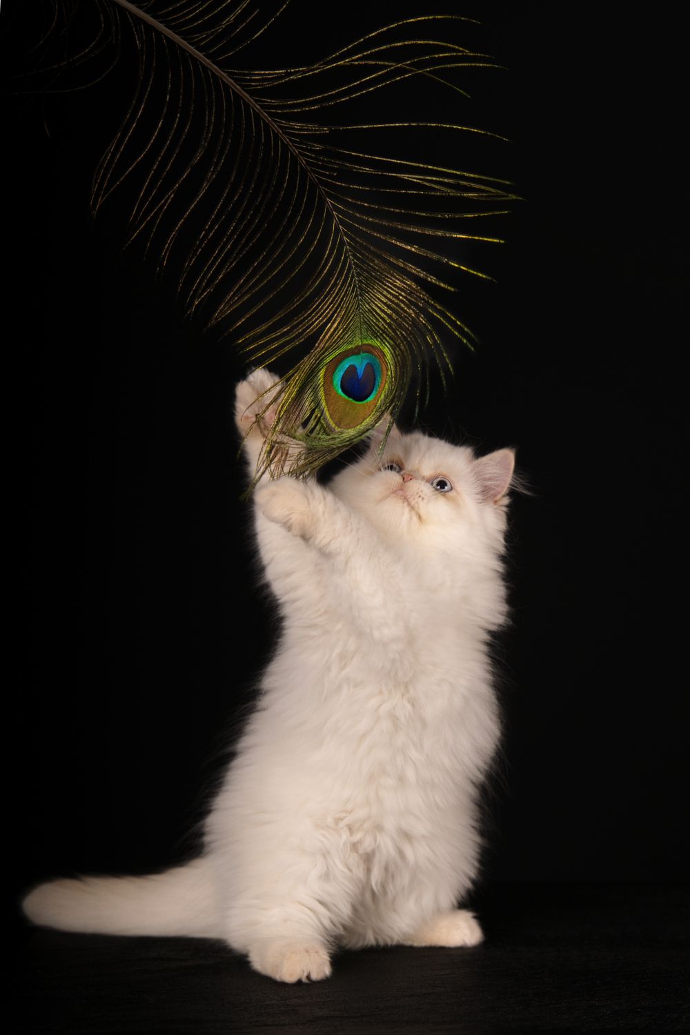 Kattenfotograaf Special Moments MvL te Nistelrode Noord Brabant