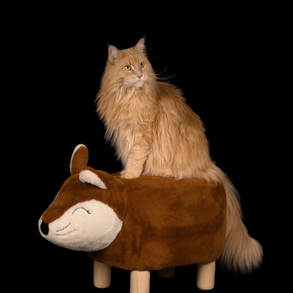 Fotoshoot van Maine Coon kat op locatie in Eindhoven door kattenfotograaf Special Moments MvL.
