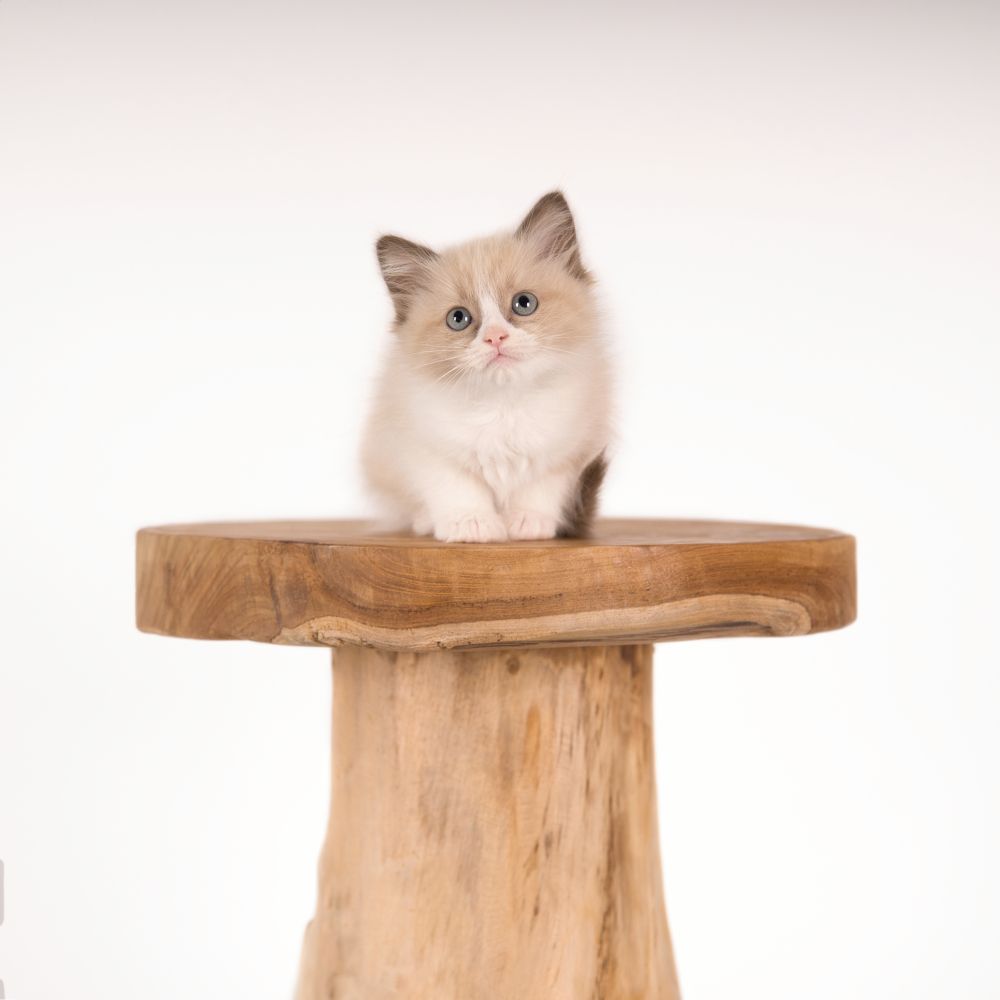 Fotoshoot Ragdoll kitten door kattenfotograaf  Special Moments MvL