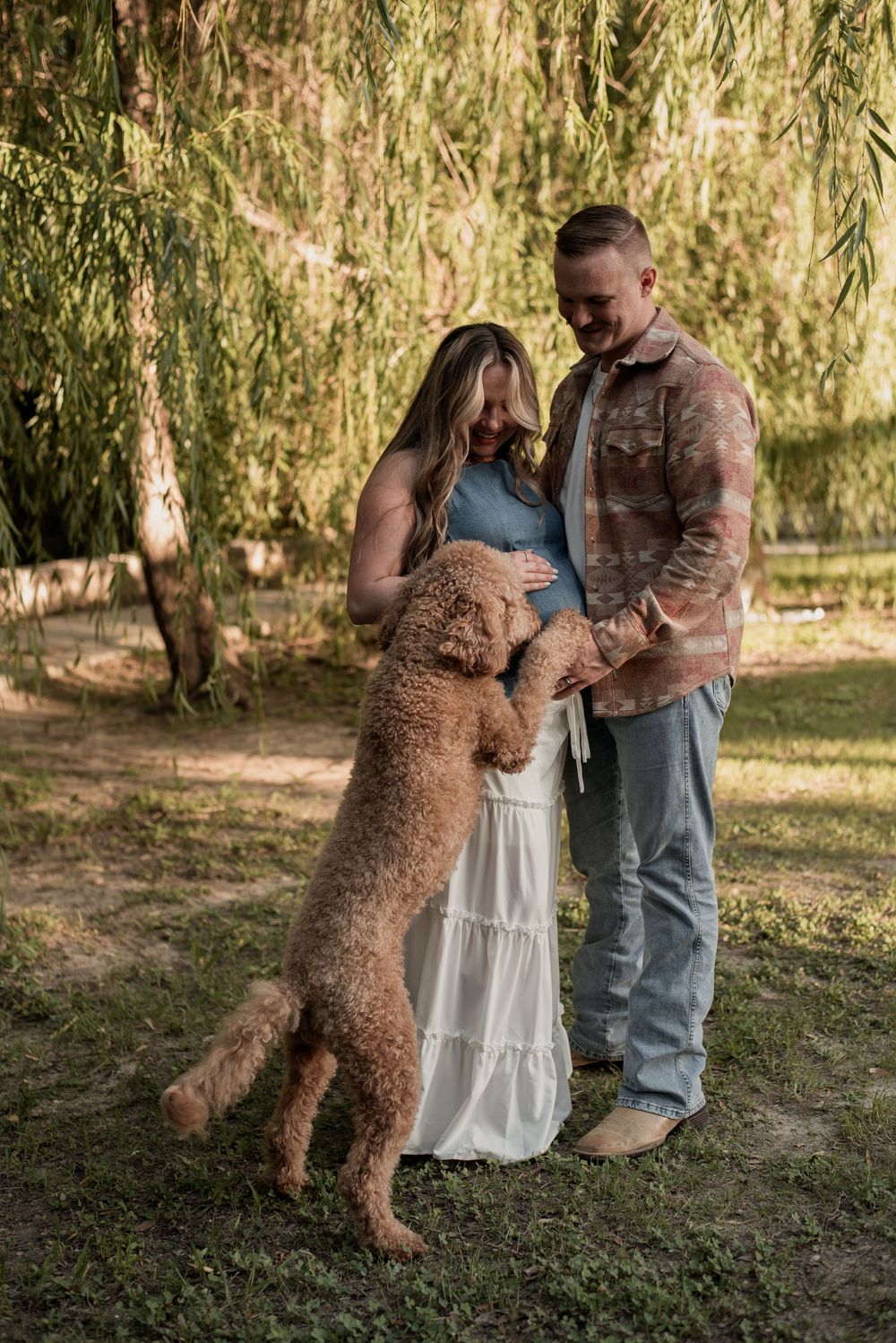 Pregnant couple smiling at golden doodle jumping up during outdoor maternity photo session under willow tree.