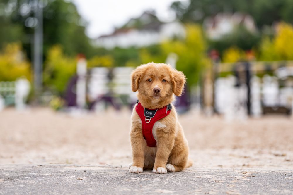 Adorable golden retriever puppy wearing a red harness sitting on pavement.
