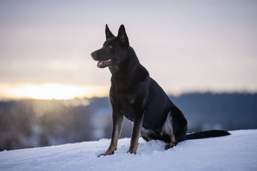 A majestic German Shepherd dog sits alertly on snowy ground at sunset.