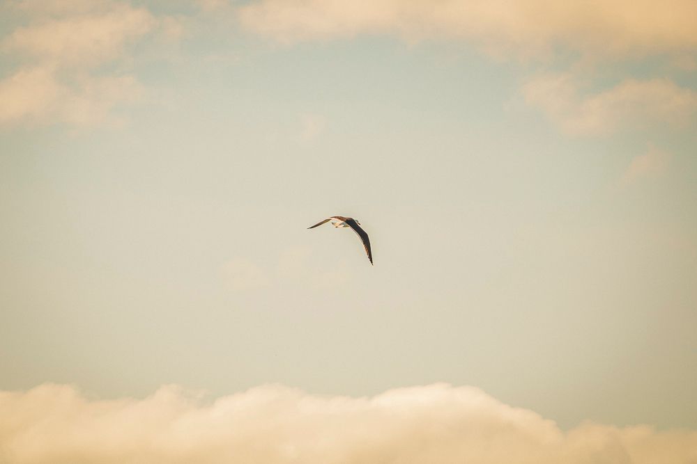 Bird flying across soft pastel sky above ocean, photographed by Piret Victoria Ribas.