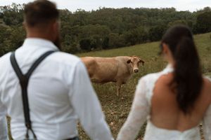 A bride and groom hold hands facing a brown cow in a lush green field on their wedding day.