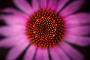 Macro shot of purple coneflower center showing detailed geometric pattern.