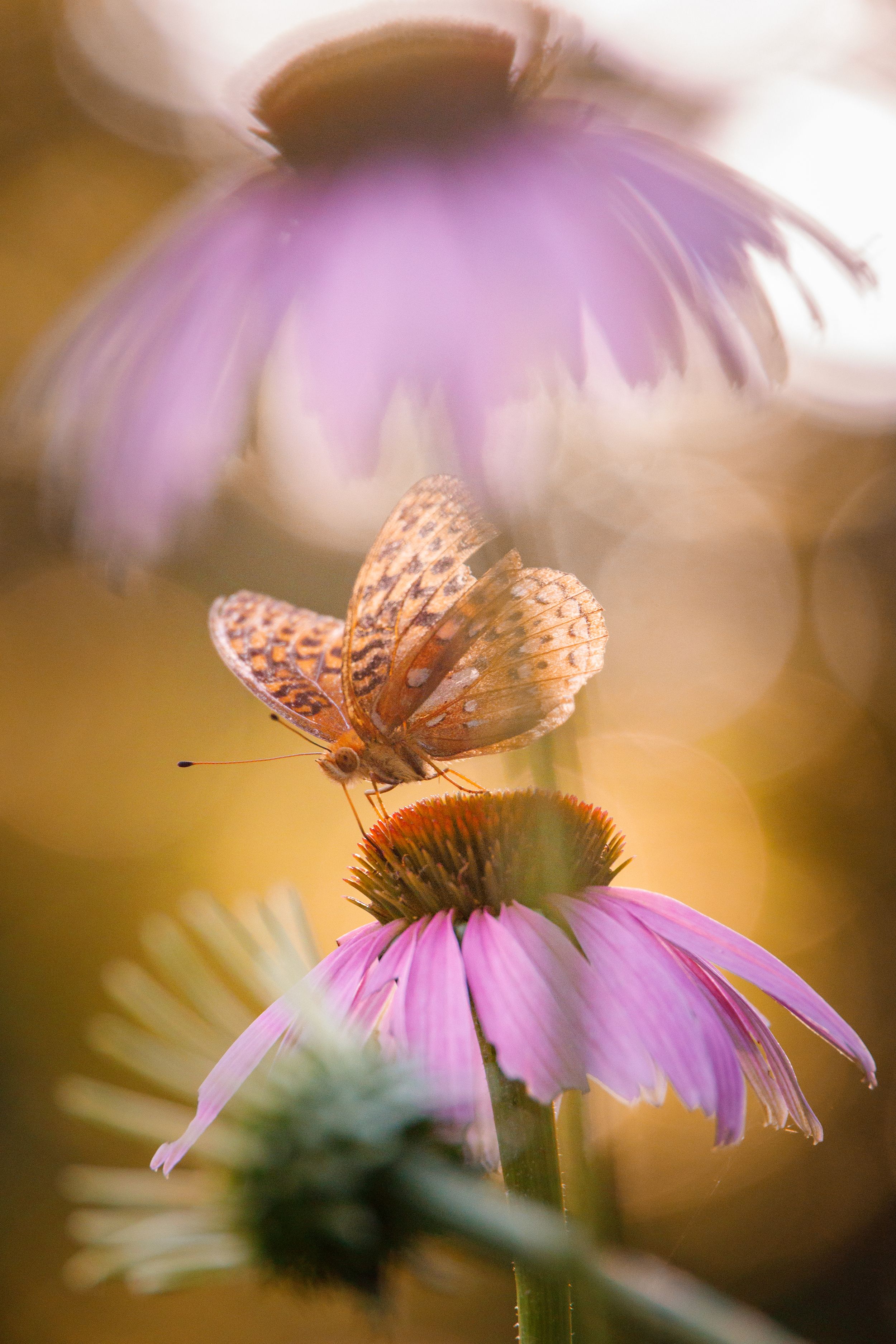 Butterfly perches on purple coneflower in dreamy golden light.