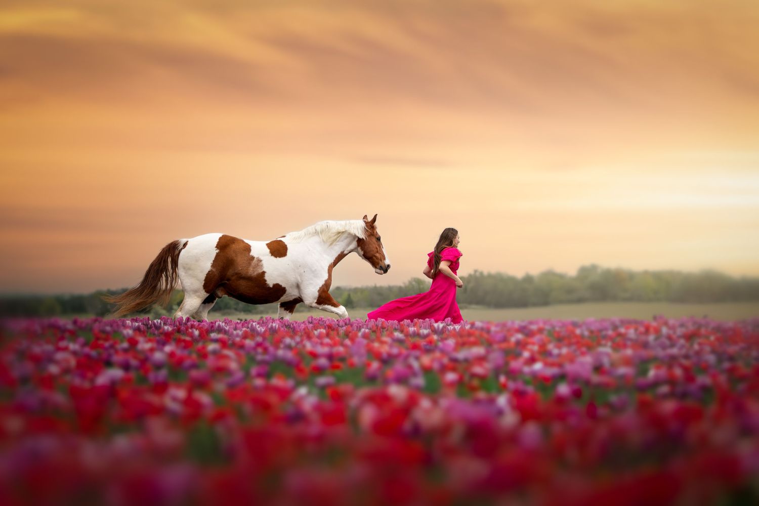 A paint horse and a girl in a pink dress run through a tulip field at sunset near Niagara, Ontario.