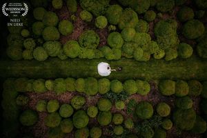 bruidspaar tussen de struiken met een drone