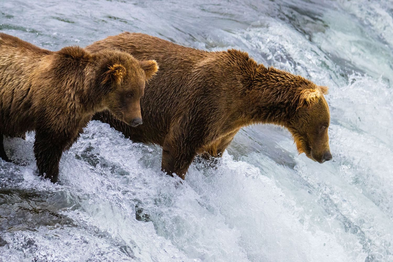 Cory J. Cravatta photo of an Alaskan Brown Bear (Grizzly) walking in water at Lake Clark National Park, Alaska