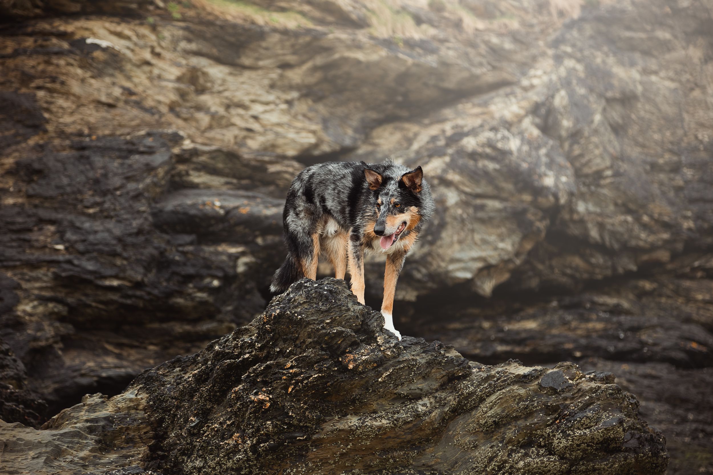Border collie standing on rocky cliff edge in dramatic lighting.