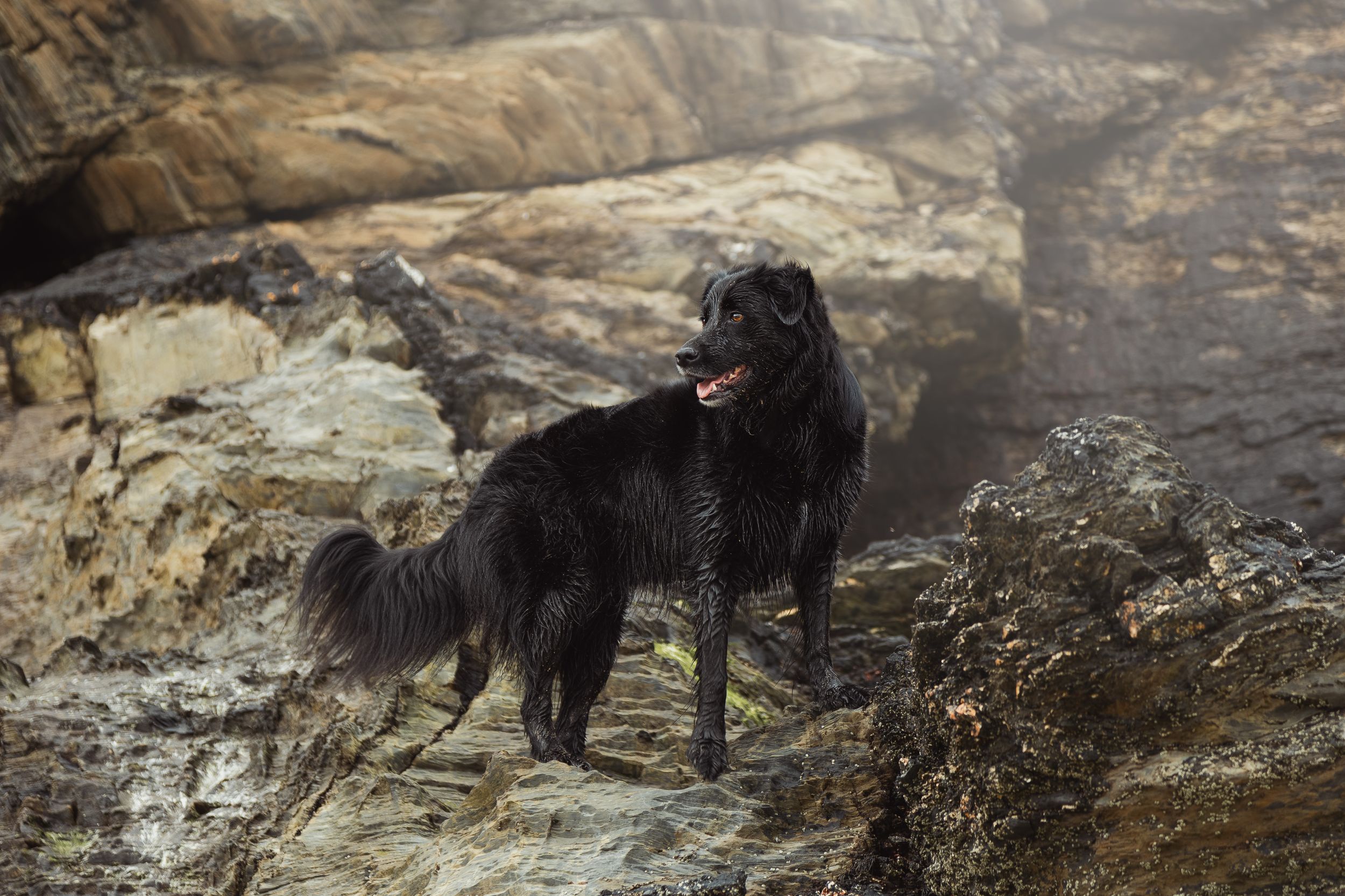 Retriever standing on rocky coastal formation.