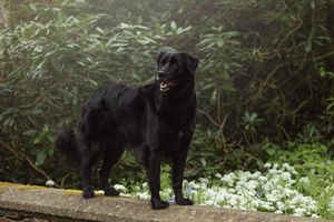 Black dog standing on stone surface surrounded by white flowers and greenery.