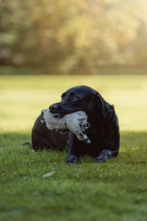 Black dog lying in grass during golden hour sunset.