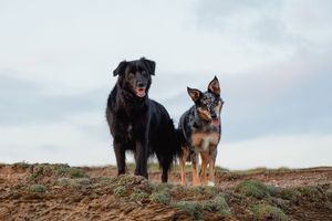 Two dogs, retriever and border collie standing together on hilltop against cloudy sky.