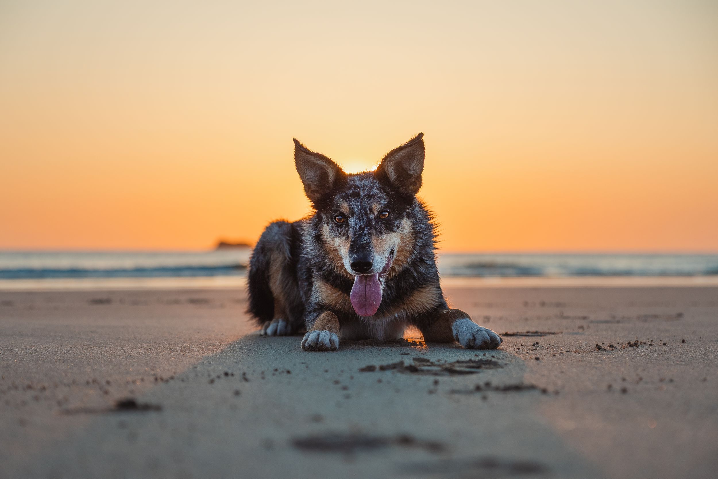 Collie lying on beach sand during vibrant orange sunset.