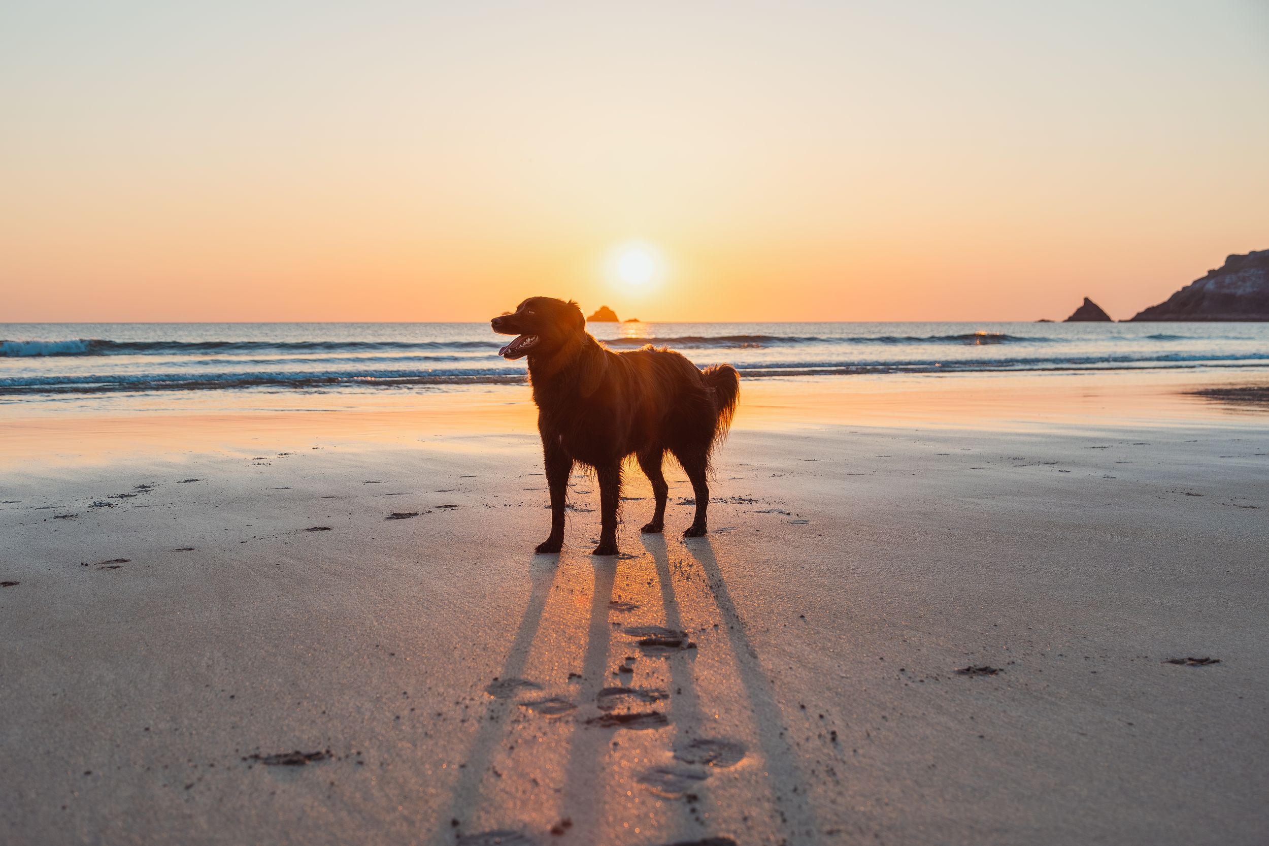 Silhouette of dog standing on beach at golden sunset.