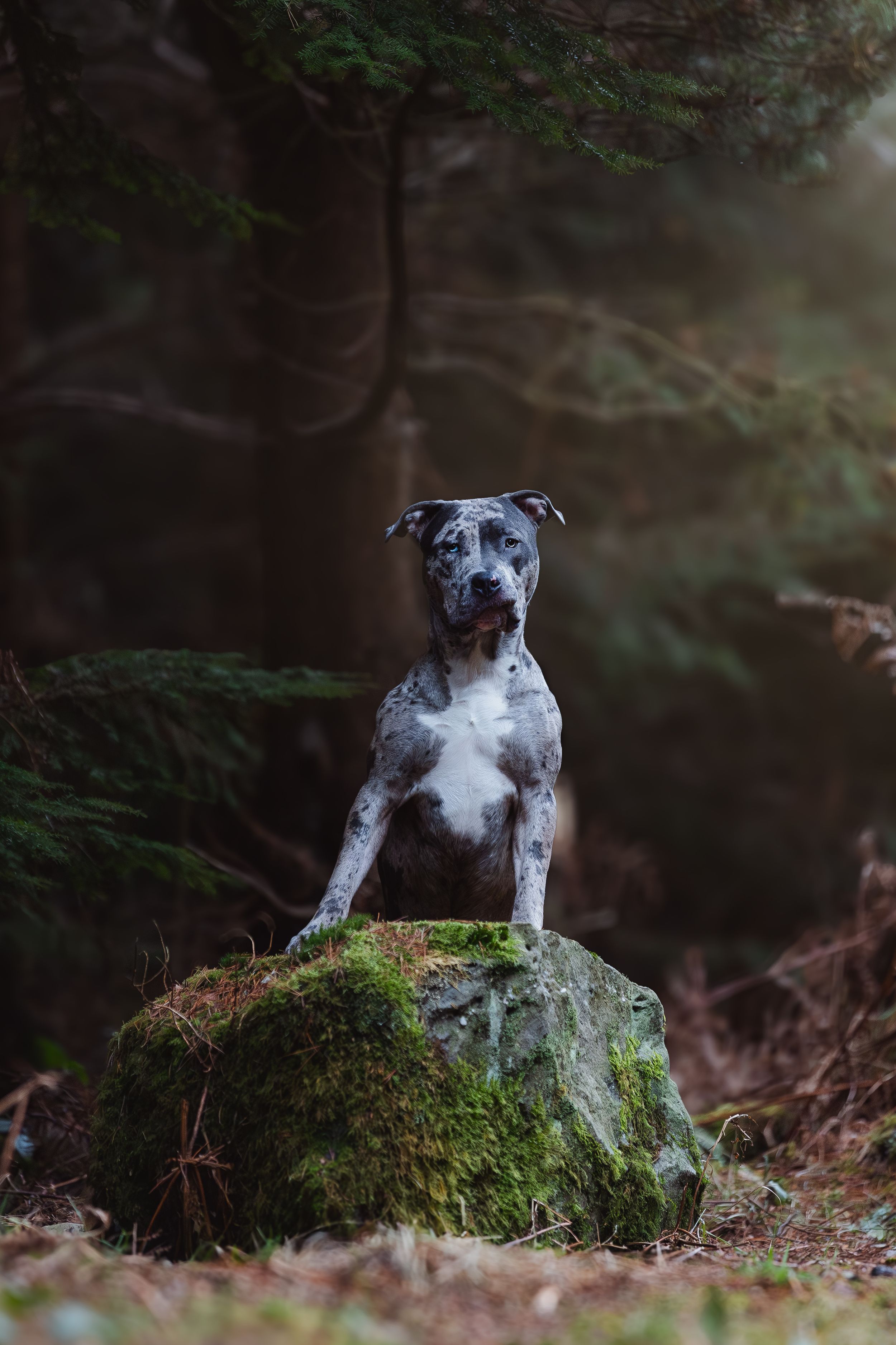A dog rests atop a mossy boulder in a dark forest landscape.