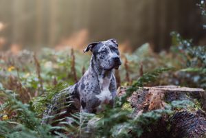 Blue merle dog poses gracefully among ferns and moss in a woodland setting.
