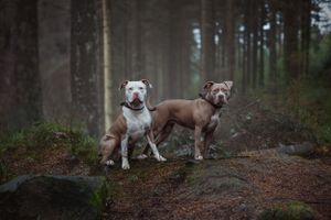 Multiple dogs pose together on a forest trail surrounded by tall pine trees.