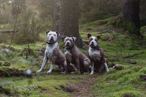 A group of dogs rests together on a wooded hillside path.
