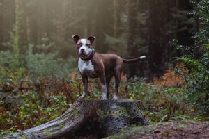 A dog relax on fallen logs in a misty forest setting.