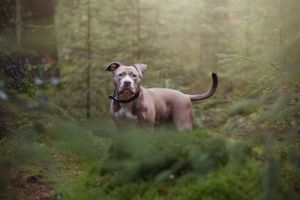 Dogs explore a serene woodland trail during an outdoor adventure.