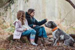 People and dogs gather in a misty forest setting for outdoor activities.