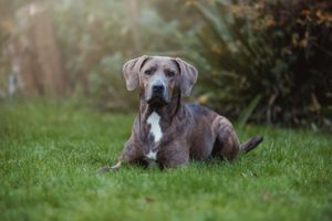 A dog lies peacefully in green grass at the edge of a forest.