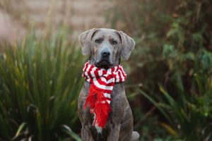 A gray dog wearing a festive red and white striped scarf sits in front of greenery.