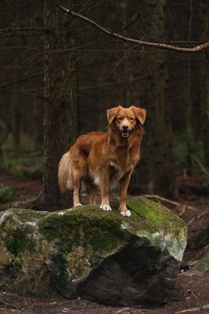 Nova Scotia Duck Tolling Retriever stands majestically on a moss-covered rock in a dark forest.