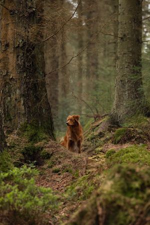 Nova Scotia Duck Tolling Retriever stands among tall trees in a misty forest setting.