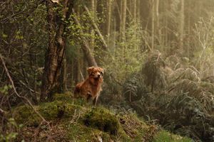 Nova Scotia Duck Tolling Retriever stands on mossy ground in a misty, ethereal forest landscape.