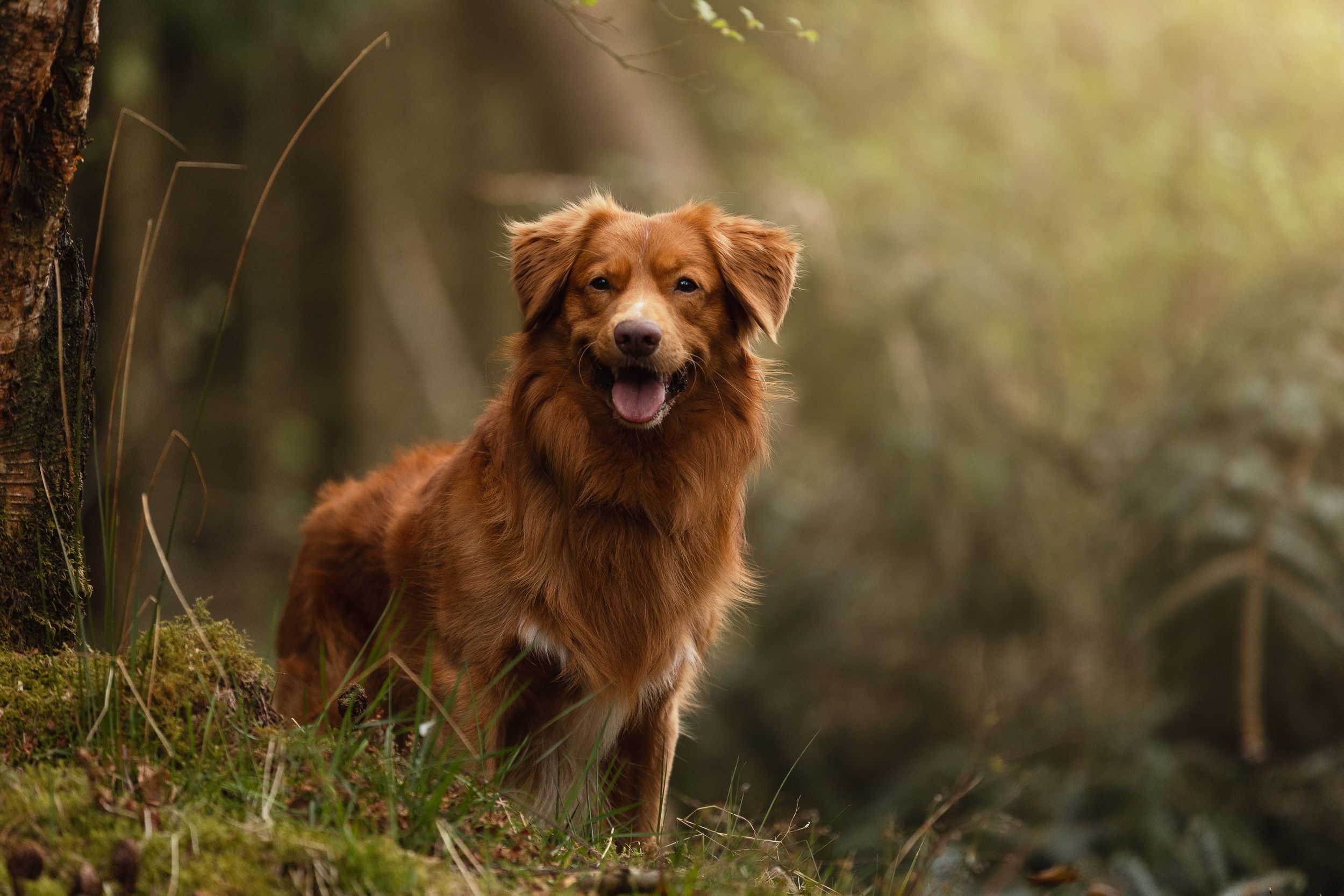 Nova Scotia Duck Tolling Retriever poses in a sunlit forest with a warm glowing background.