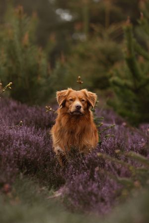 Nova Scotia Duck Tolling Retriever sits among blooming purple heather in a forest setting.
