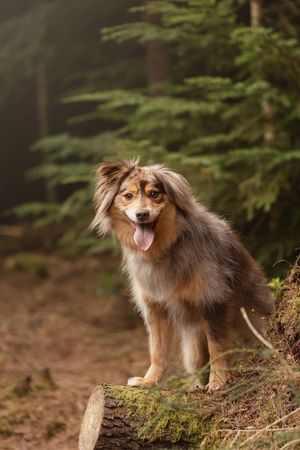 Australian shepherd standing on mossy log in forest with tongue out.