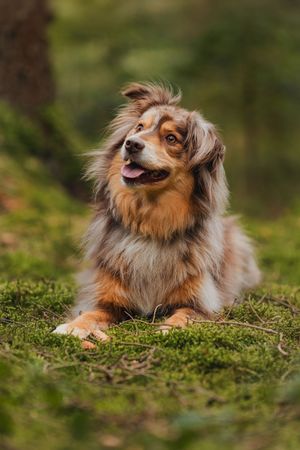 Australian shepherd lying on mossy ground with happy expression in natural setting.